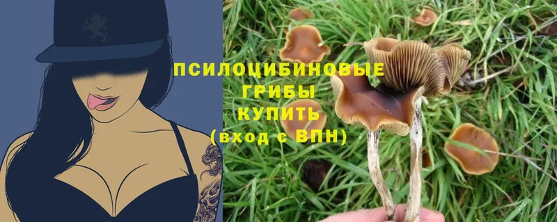 Галлюциногенные грибы MAGIC MUSHROOMS  Заволжье 