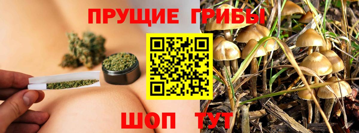 Заволжье  Галлюциногенные грибы Psilocybine cubensis  Вход с VPN 